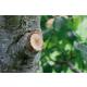 Сучкорез GARDENA Comfort с храповым механизмом SmartCut 08773-20.000.00 [08773-20.000.00] фото навигации 3